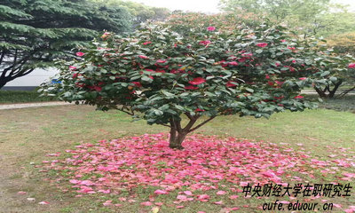 中財(cái)在職研究生攻讀方式有哪些？